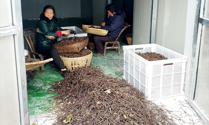 40噸拐棗急需發(fā)酵怎么辦？雅大電加熱釀酒設(shè)備蔣老師上門指導(dǎo)！-03