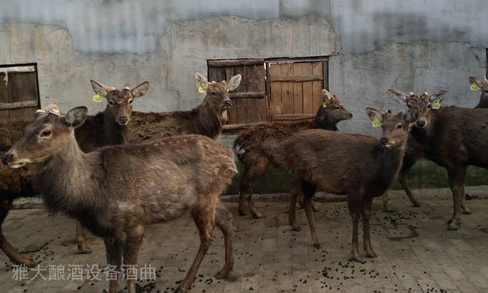 鮮鹿茸泡酒處理方法，選擇蒸汽釀酒設(shè)備釀制的固態(tài)酒好嗎？-02