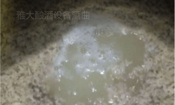 大米半固態(tài)發(fā)酵，沒加水前酒液就很豐富7